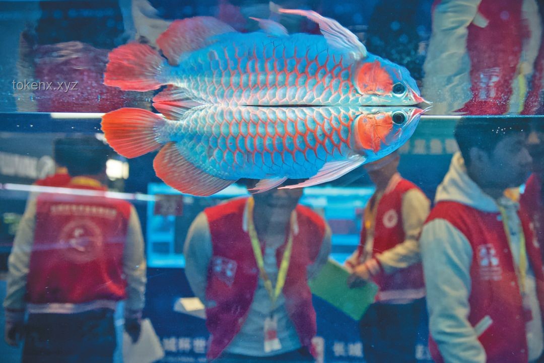 钓得“龙鳞鲤”，化龙失败的传奇经历🎣✨